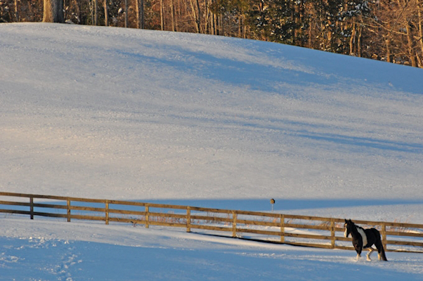 Snowy Fields